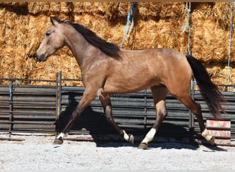 Andaluso, Castrone, 3 Anni, 152 cm, Falbo
