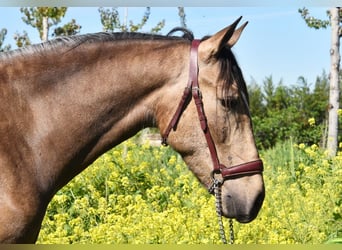 Andaluso, Castrone, 3 Anni, 152 cm, Falbo