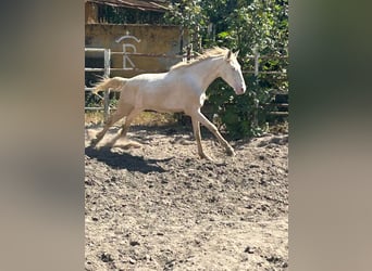 Andaluso, Castrone, 3 Anni, 153 cm, Cremello