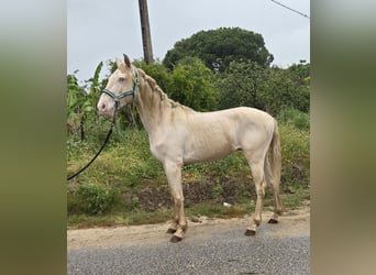 Andaluso, Castrone, 3 Anni, 153 cm, Cremello