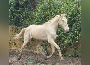 Andaluso, Castrone, 3 Anni, 153 cm, Cremello