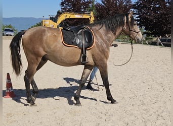 Andaluso Mix, Castrone, 3 Anni, 156 cm, Falbo baio