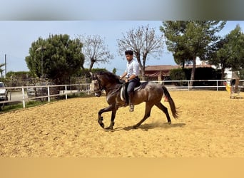 Andaluso Mix, Castrone, 3 Anni, 156 cm, Grigio