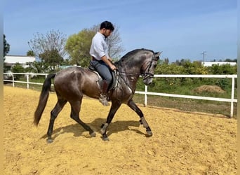 Andaluso Mix, Castrone, 3 Anni, 156 cm, Grigio