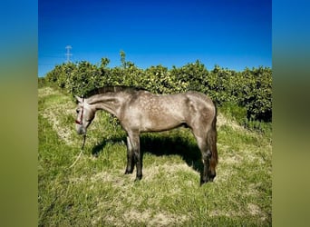Andaluso Mix, Castrone, 3 Anni, 156 cm, Grigio
