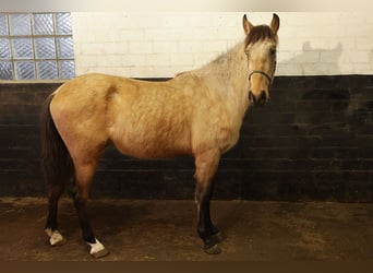 Andaluso, Castrone, 3 Anni, 156 cm, Pelle di daino