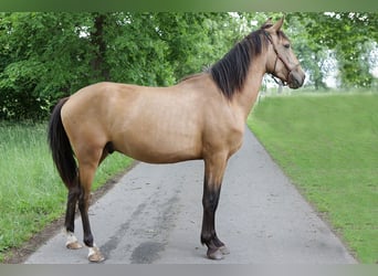 Andaluso, Castrone, 3 Anni, 156 cm, Pelle di daino