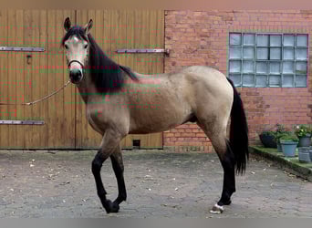 Andaluso, Castrone, 3 Anni, 157 cm, Pelle di daino