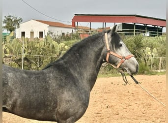 Andaluso, Castrone, 3 Anni, 158 cm, Grigio
