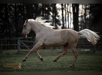 Andaluso Mix, Castrone, 3 Anni, 159 cm, Palomino