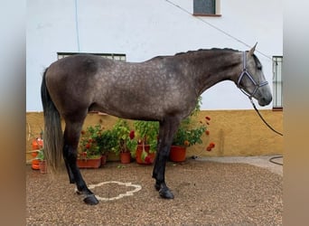 Andaluso, Castrone, 3 Anni, 160 cm, Grigio