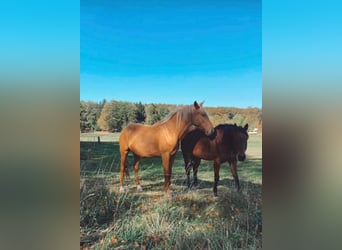 Andaluso, Castrone, 3 Anni, 160 cm, Palomino