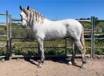 Andaluso, Castrone, 3 Anni, 161 cm, Grigio pezzato