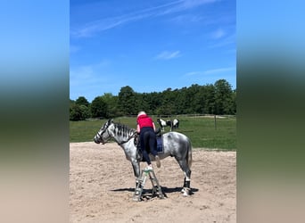 Andaluso Mix, Castrone, 3 Anni, 161 cm, Tovero-tutti i colori