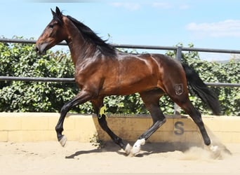 Andaluso, Castrone, 3 Anni, 164 cm, Baio