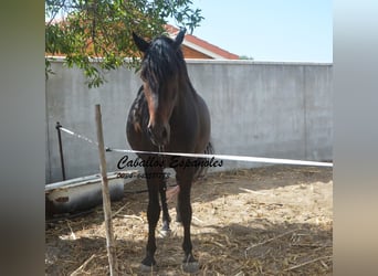 Andaluso, Castrone, 3 Anni