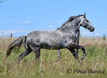 Andaluso, Castrone, 4 Anni, 150 cm, Grigio