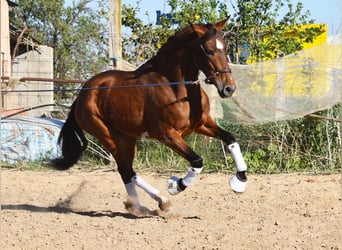 Andaluso, Castrone, 4 Anni, 151 cm, Baio