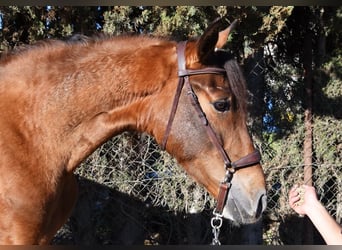 Andaluso, Castrone, 4 Anni, 151 cm, Baio