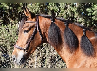 Andaluso, Castrone, 4 Anni, 151 cm, Baio