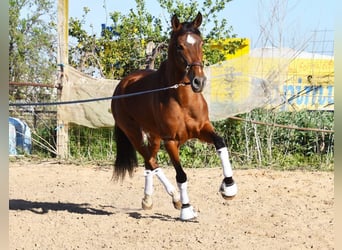 Andaluso, Castrone, 4 Anni, 151 cm, Baio