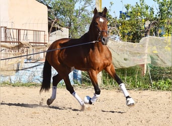 Andaluso, Castrone, 4 Anni, 151 cm, Baio