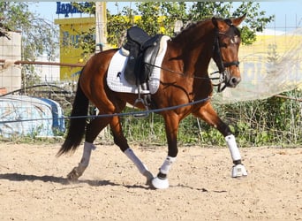 Andaluso, Castrone, 4 Anni, 151 cm, Baio