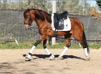 Andaluso, Castrone, 4 Anni, 151 cm, Baio