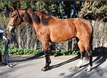Andaluso, Castrone, 4 Anni, 151 cm, Baio