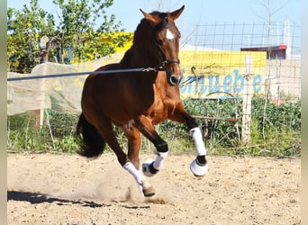 Andaluso, Castrone, 4 Anni, 151 cm, Baio