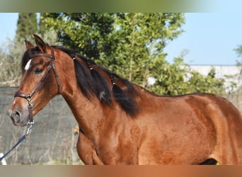 Andaluso, Castrone, 4 Anni, 151 cm, Baio