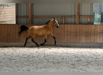 Andaluso, Castrone, 4 Anni, 153 cm, Falbo