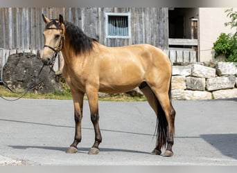 Andaluso, Castrone, 4 Anni, 153 cm, Falbo