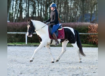 Andaluso, Castrone, 4 Anni, 153 cm, Pezzato