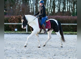 Andaluso, Castrone, 4 Anni, 153 cm, Pezzato