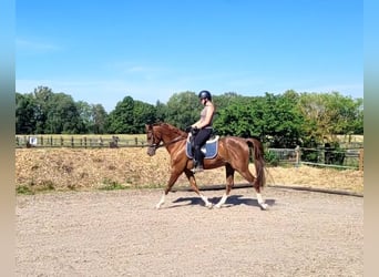 Andaluso Mix, Castrone, 4 Anni, 153 cm, Sauro