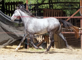 Andaluso, Castrone, 4 Anni, 154 cm, Grigio