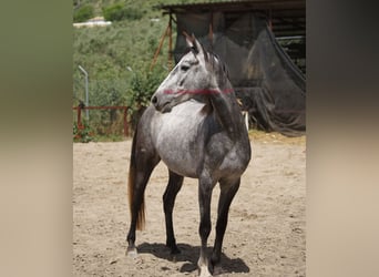 Andaluso, Castrone, 4 Anni, 154 cm, Grigio