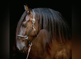 Andaluso Mix, Castrone, 4 Anni, 154 cm, Morello