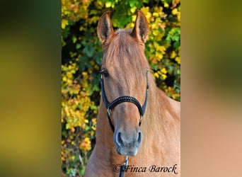 Andaluso, Castrone, 4 Anni, 154 cm, Sauro