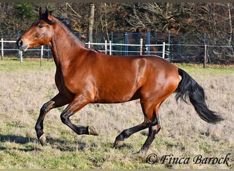 Andaluso, Castrone, 4 Anni, 155 cm, Baio
