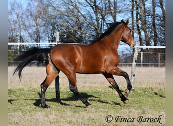 Andaluso, Castrone, 4 Anni, 155 cm, Baio