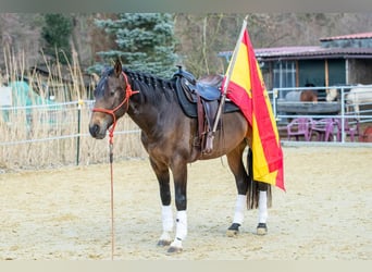 Andaluso, Castrone, 4 Anni, 155 cm, Falbo