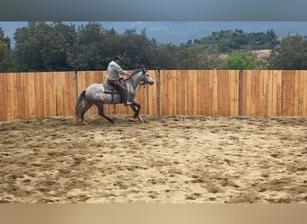 Andaluso, Castrone, 4 Anni, 155 cm, Grigio