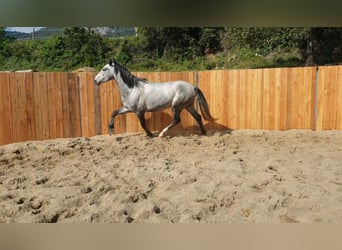 Andaluso, Castrone, 4 Anni, 155 cm, Grigio