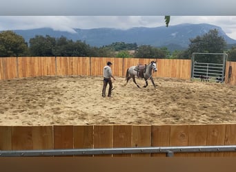 Andaluso, Castrone, 4 Anni, 155 cm, Grigio