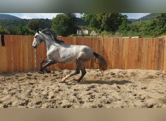 Andaluso, Castrone, 4 Anni, 155 cm, Grigio