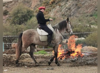 Andaluso, Castrone, 4 Anni, 156 cm, Grigio