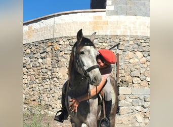Andaluso, Castrone, 4 Anni, 156 cm, Grigio