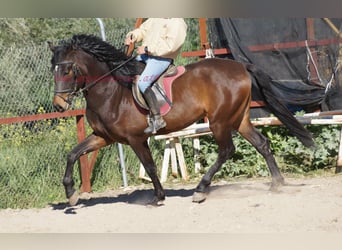 Andaluso, Castrone, 4 Anni, 158 cm, Baio